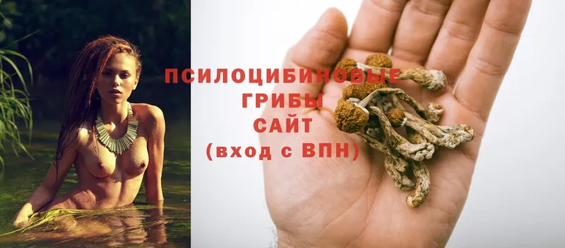 Псилоцибиновые грибы Psilocybe  Кызыл 